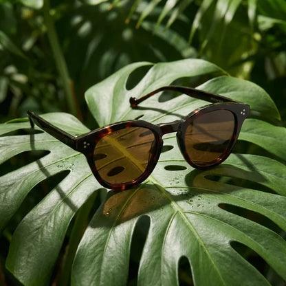 Lentes sol Lenga polarizados UV400 bio-acetato Carey composicion botanica monstera tropical natural Bonoboss #editorial_grid2 #color_carey