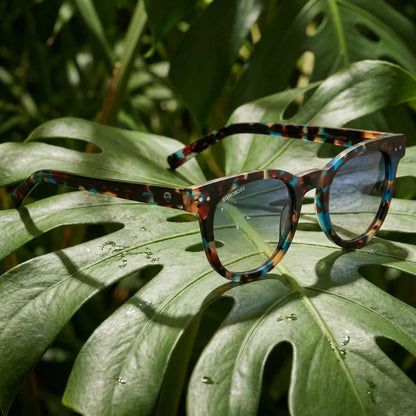 Lentes sol Meli polarizados bio-acetato azul marble composicion botanica monstera tropical biodegradable Bonoboss #editorial_grid2 #color_azul-marble