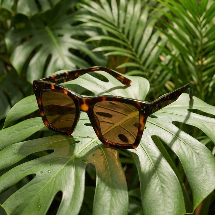 Lenses sun bruna retro polarized polarized tortoise botanical composition hoja monstera tropical bonoboss #editorial_grid2 #color_carey