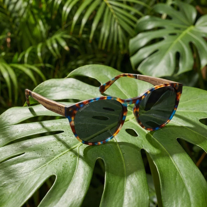 Lenses sun chiloe 110 tortoise zebrawood polarized tortoise botanical composition hoja monstera tropical bonoboss #editorial_grid2 #color_carey