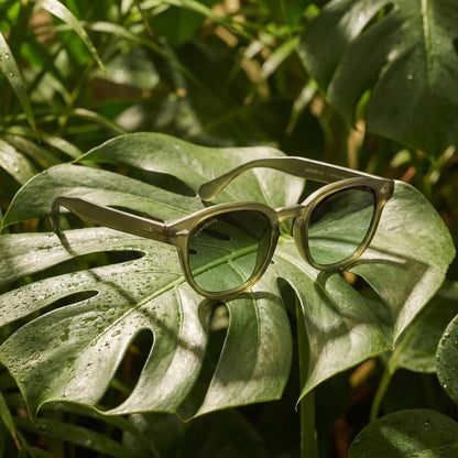 Lentes sol Waimea polarizados RPET reciclado del oceano olive light sobre hoja monstera tropical naturaleza Bonoboss #editorial_grid2 #color_olive-light
